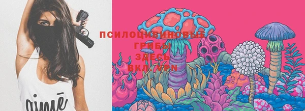 стаф Богданович